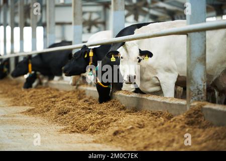 Gruppe reinrassiger Milchkühe, die im Stall stehen und von Arbeitern eines großen modernen Viehzuchtbetriebs frisches Futter in den Futterbetrieb bringen lassen Stockfoto