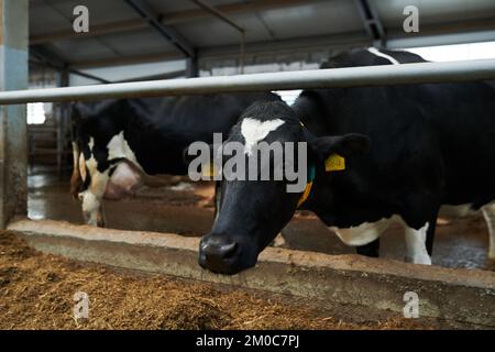Schwarze Milchkuh mit weißen Flecken auf Stirn und Brust, die im Kuhstall vor der Kamera steht und Futter vom Futterfuttermittel isst Stockfoto