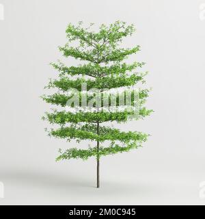 3D Darstellung von Terminalia-Kantalbäumen, isoliert auf weißem Hintergrund Stockfoto