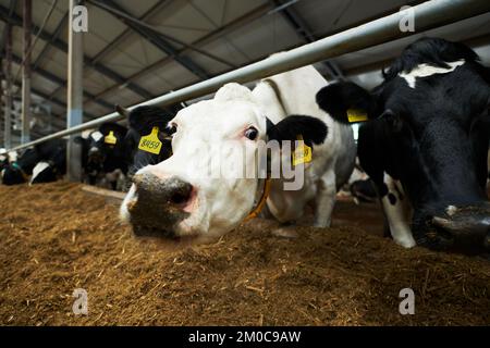 Weiße und schwarze reinrassige Milchkühe, die im Kuhstall stehen und frisches Futter vom Futterfuttermittel essen, während eine von ihnen in die Kamera greift Stockfoto