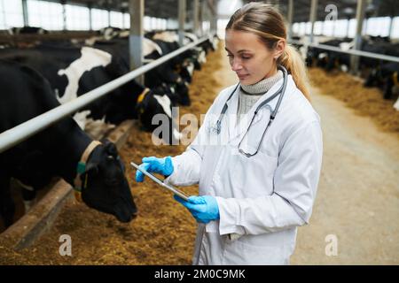 Junge, moderne Tierärztin im Labormantel scrollt in Tablet durch Online-Informationen über die Gesundheitsversorgung von Hausrindern Stockfoto