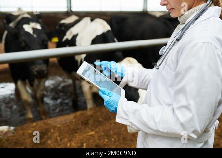 Abgeschnittene Aufnahme einer jungen Tierärztin mit Tablette, während sie durch grafische medizinische Online-Daten schaut und sie durch Kuhstall analysiert Stockfoto