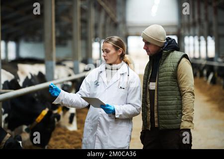 Junge Tierärztin in Labormantel und Handschuhen, die Thermometer ansieht und mit männlichem Arbeiter des Kuhbetriebs während der Kontrolluntersuchung bei Rindern spricht Stockfoto