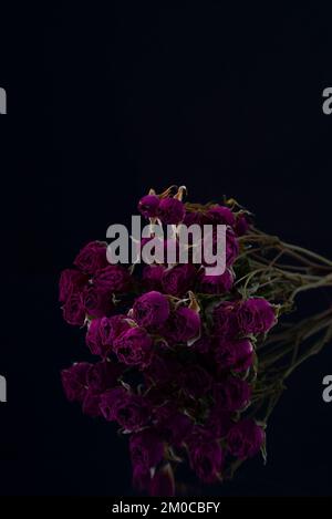 Leuchtend violette kleine Blumen trocknen Rosen auf Schwarz Stockfoto