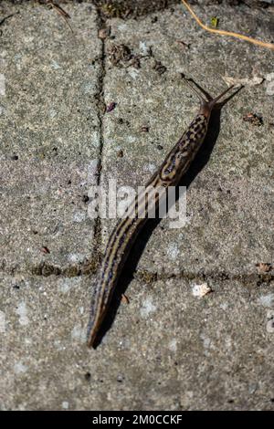 Leopardslug Mimax Maximus auf einem Steinteller Stockfoto