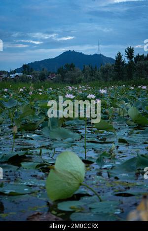 Ein wunderschöner Blick auf den Dal Lake bedeckt mit blühenden Lotusblumen und einem hohen Berg im Hintergrund Stockfoto