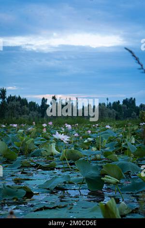 Ein wunderschöner Blick auf den Dal Lake bedeckt mit blühenden indischen Lotusblumen mit Bäumen im Hintergrund Stockfoto