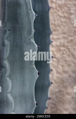Nahaufnahme von Kaktusstacheln als Hintergrundtextur Stockfoto