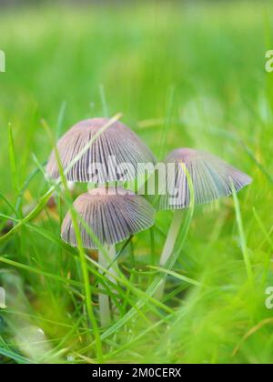 Nahaufnahme einer Gruppe gefalteter Tintendeckenpilze (Parasola plicatilis) im Gras Stockfoto