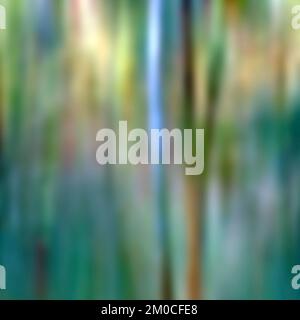 Eukalyptusbäume im Sommer zeigen Schönheit in der Natur mit auffälligen Mustern, Form, Textur und einer Palette von lebhaften Sommerfarben. Stockfoto