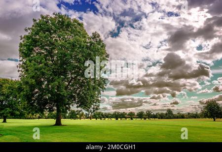 Irische Landschaft mit Baum unter dramatischem Himmel im Herbst. Foto im öffentlichen Park von Malahide Castle in Malahide, Irland. Stockfoto