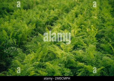 Karotten wachsen in den Beeten auf dem Bauernfeld, Karotten stehen über dem Feld, Gemüse wird in Reihen gepflanzt. Ökologischer Landbau, Landwirtschaftskonzept Stockfoto