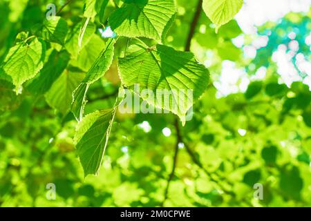 Grüne Blätter auf unscharfem Hintergrund an sonnigen Tagen. Naturgrüner Hintergrund. Speicherplatz kopieren. Stockfoto