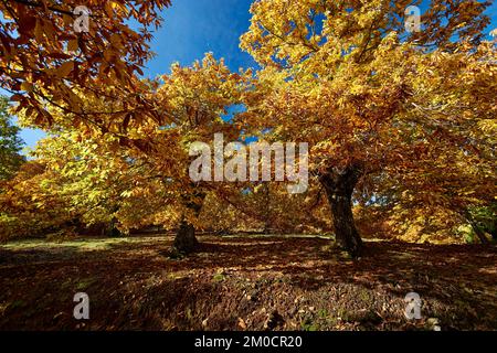 Castañar en otoño,bosque en otoño,arboles en otoño,hojas,senderismo,pujerra,parauta Stockfoto