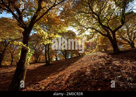 Castañar en otoño,bosque en otoño,arboles en otoño,hojas,senderismo,pujerra,parauta Stockfoto