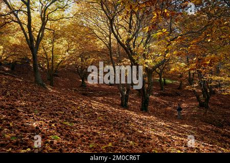 Castañar en otoño,bosque en otoño,arboles en otoño,hojas,senderismo,pujerra,parauta Stockfoto