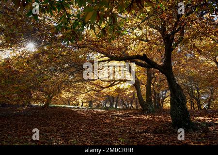 Castañar en otoño,bosque en otoño,arboles en otoño,hojas,senderismo,pujerra,parauta Stockfoto