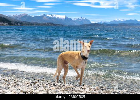 Galgo Español, Spanish galgo, Spanish Greyhound, Greyhound Stockfoto