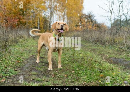 Gemischte Rassen süßer, wachsamer Hund im Herbst im Wald. Übernommenes Haustierkonzept. Der Rasen. Fröhliche Hunde, die draußen spielen. Stockfoto