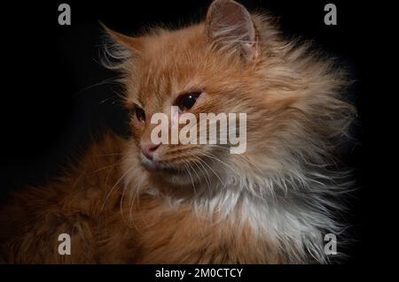 Dramatisches Porträt einer roten Katze auf schwarzem Hintergrund. Dramatisch aussehendes Porträt einer Ingwerkatze Stockfoto