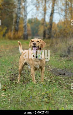 Gemischte Rassen süßer, wachsamer Hund im Herbst im Wald. Übernommenes Haustierkonzept. Der Rasen. Fröhliche Hunde, die draußen spielen. Stockfoto