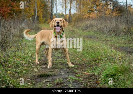 Gemischte Rassen süßer, wachsamer Hund im Herbst im Wald. Übernommenes Haustierkonzept. Der Rasen. Fröhliche Hunde, die draußen spielen. Stockfoto