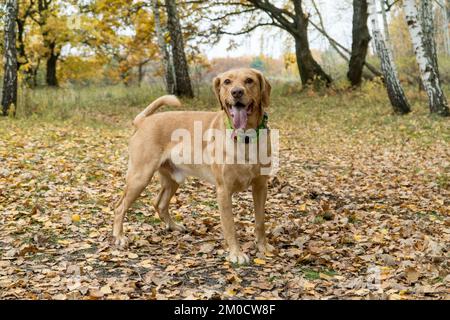 Gemischte Rassen süßer, wachsamer Hund im Herbst im Wald. Übernommenes Haustierkonzept. Der Rasen. Fröhliche Hunde, die draußen spielen. Stockfoto