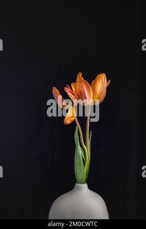 Eine vertikale Aufnahme von zwei über blühenden orangefarbenen Tulpen mit grünen Blättern, in einer weißen Vase, auf schwarzem Hintergrund, das Konzept der Transienz Stockfoto