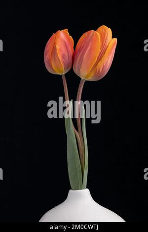 Ein vertikales Bild von zwei orangefarbenen Tulpen mit grünen Blättern, in einer weißen Vase, auf schwarzem Hintergrund, das Konzept der Schönheit Stockfoto