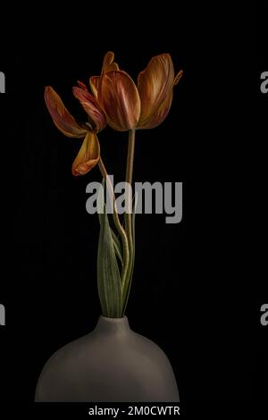 Eine vertikale Aufnahme von zwei über blühenden orangefarbenen Tulpen mit grünen Blättern, in einer weißen Vase, auf schwarzem Hintergrund, das Konzept der Transienz Stockfoto