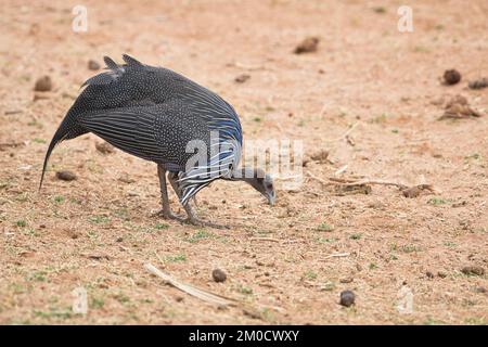 Futtersuche mit Vulturinguineafowl (Acryllium vulturinum) Stockfoto