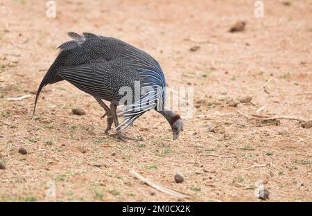 Futtersuche mit Vulturinguineafowl (Acryllium vulturinum) Stockfoto