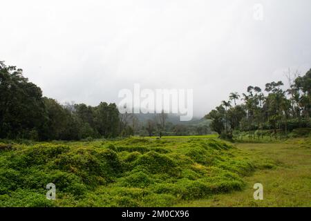 Die reiche, wilde Vegetation in einem tropischen Wald mit hohen Bäumen bei nebeligem Wetter Stockfoto