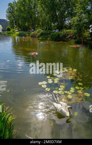 Taucher, die eine Flussreinigung an den Flüssen Chelmer und Can in Chelmsford Essex durchführen Stockfoto