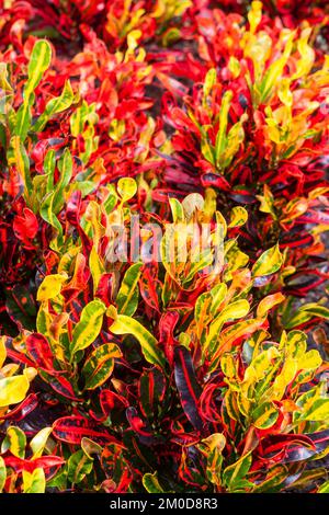 Der Variegated Croton (Codiaeum variegatum) ist eine tropische Pflanze, die oft wegen ihres hellen, kräftigen Laubs angebaut wird. Stockfoto