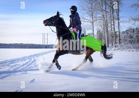 Pferd im Schnee - und Reiter, die im pudrigen und glitzernden Schnee unter der Wintersonne auf dem Stockholmer Land in Schweden tanzen Stockfoto