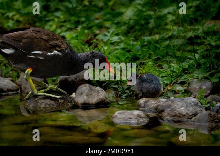 Ein gemeiner Moorhen (Gallinula chloropus) und sein Küken hoch oben auf Teichen in einem lebhaften Wald Stockfoto