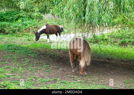 Shetland Ponies (Equus caballus): Eine Flaxenkastanie und ein Schneeballepony, die unter einem Trauerweidenbaum weiden. Stockfoto