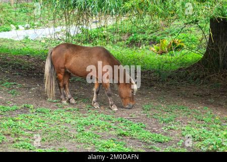 Ein Shetland-Pony (Equus caballus) aus Flaxenkastanie, das unter einer weinenden Weide weidet. Stockfoto