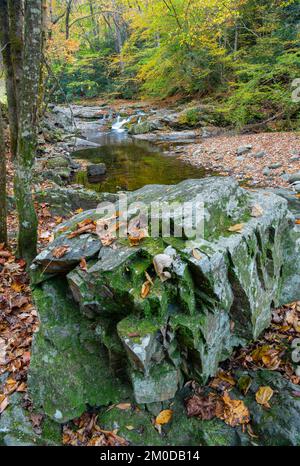 Wasserfall, Herbstfarben, Laurel Creek. Great Smoky Mountains National Park, TN, USA, Ende Oktober, von Dominique Braud/Dembinsky Photo Assoc Stockfoto