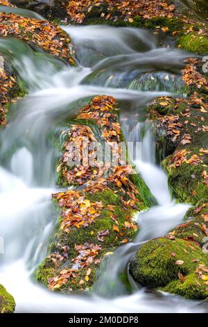 Wasserfall, Herbstfarben, Laurel Creek. Great Smoky Mountains National Park, TN, USA, Ende Oktober, von Dominique Braud/Dembinsky Photo Assoc Stockfoto