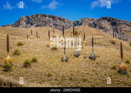 Feld Puya de Raimondi und Tal von Carpa, Cordillera Blanca, Anden, Peru Stockfoto