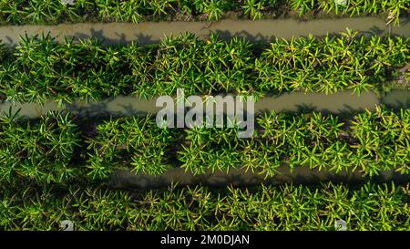 Luftaufnahme von Anbauflächen und Plantagen in der Gärtnerei im Freien. Bananenplantage im ländlichen Thailand. Anbaugeschäft. Natürliche Landschaft hinten Stockfoto