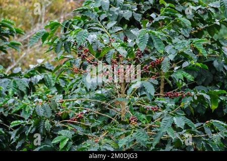 Die Kaffeesträucher reifen in den Bergen Thailands und können mit grünen und roten Kaffeekirschen geerntet werden. Arabica-Kaffeebohnen reifen auf dem Baum in Stockfoto