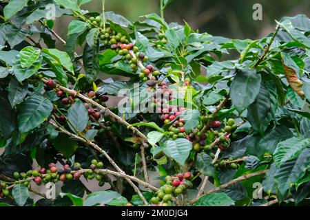 Die Kaffeesträucher reifen in den Bergen Thailands und können mit grünen und roten Kaffeekirschen geerntet werden. Arabica-Kaffeebohnen reifen auf dem Baum in Stockfoto