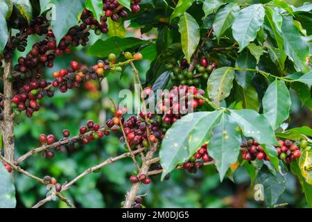 Die Kaffeesträucher reifen in den Bergen Thailands und können mit grünen und roten Kaffeekirschen geerntet werden. Arabica-Kaffeebohnen reifen auf dem Baum in Stockfoto