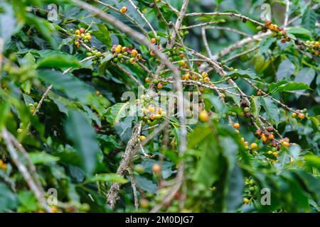 Die Kaffeesträucher reifen in den Bergen Thailands und können mit grünen und roten Kaffeekirschen geerntet werden. Arabica-Kaffeebohnen reifen auf dem Baum in Stockfoto