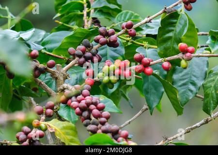 Die Kaffeesträucher reifen in den Bergen Thailands und können mit grünen und roten Kaffeekirschen geerntet werden. Arabica-Kaffeebohnen reifen auf dem Baum in Stockfoto