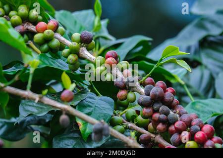 Die Kaffeesträucher reifen in den Bergen Thailands und können mit grünen und roten Kaffeekirschen geerntet werden. Arabica-Kaffeebohnen reifen auf dem Baum in Stockfoto