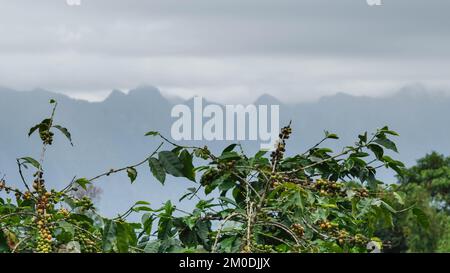 Die Kaffeesträucher reifen in den Bergen Thailands und können mit grünen und roten Kaffeekirschen geerntet werden. Arabica-Kaffeebohnen reifen auf dem Baum in Stockfoto